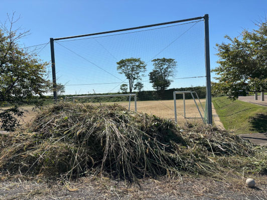 Kojimacho, Japan, Viola, 2025